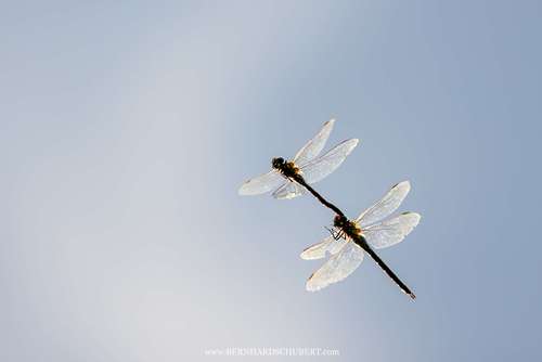 Aeshna cyanea - Southern hawker