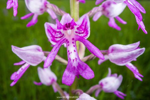 Orchis militaris - Helm-Knabenkraut