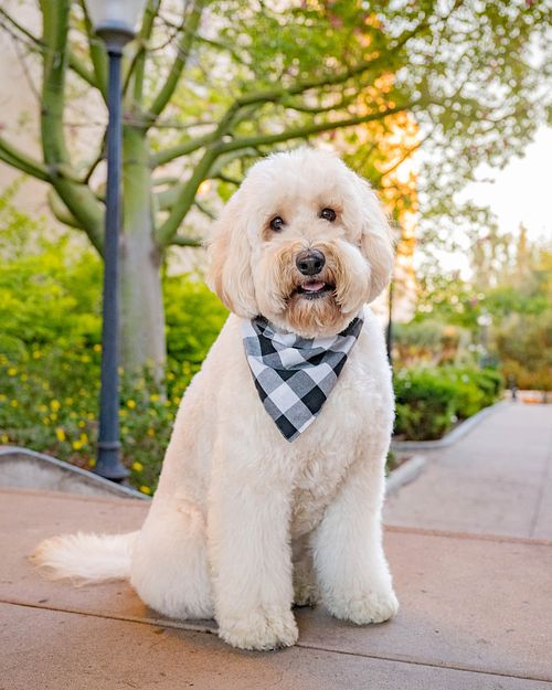 pet-photography