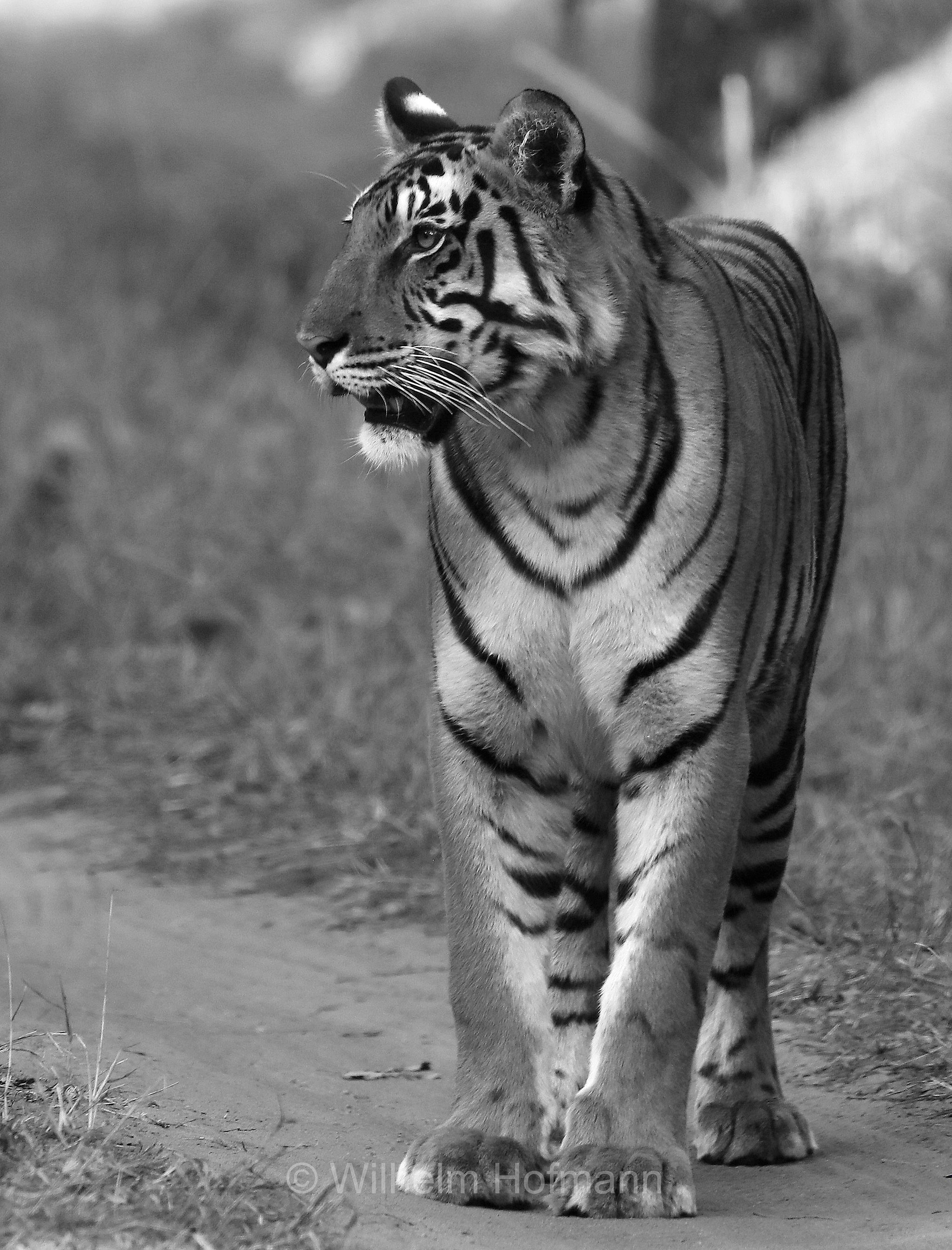 Bengal tiger, Königstiger, Bengal-Tiger, Indischer Tiger, tigre del Bengala, tigre reale del Bengala, Panthera tigris tigris, Kanha National Park, Kanha-Nationalpark, parco nazionale di Kanha, Madhya Pradesh, India, Indien, Kisli Zone