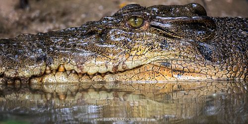 Crocodylus porosus – Leistenkrokodil