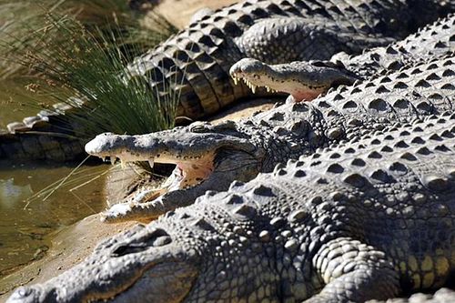 Riverbend Crocodile Farm