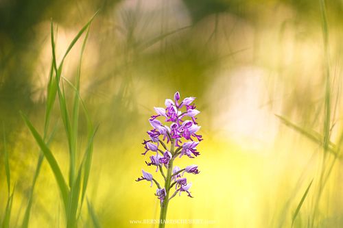 Orchis militaris - Military orchid