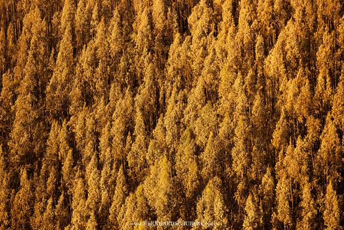 Durch Dürre gestresster Eukalyptuswald