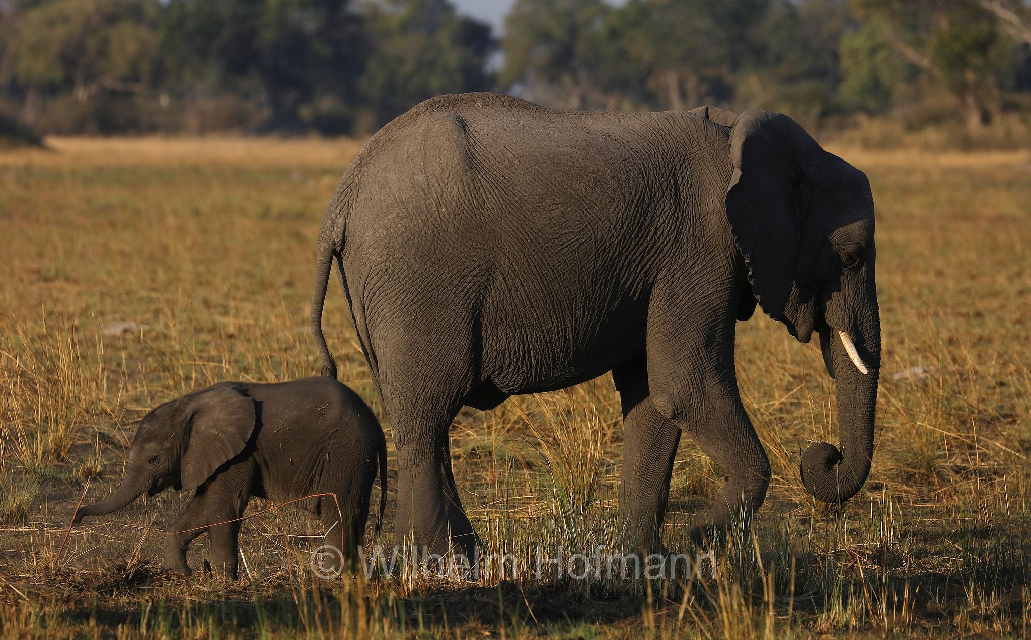 African bush elephant, African savanna elephant, Afrikanischer Elefant, Afrikanischer Buschelefant, Afrikanischer Savannenelefant, Afrikanischer Steppenelefant, elefanto africano, elefanto africano di savana, Moremi Game Reserve, Moremi-Wildreservat, Okavango Delta, Okavango Grassland, Botswana, Republik Botsuana