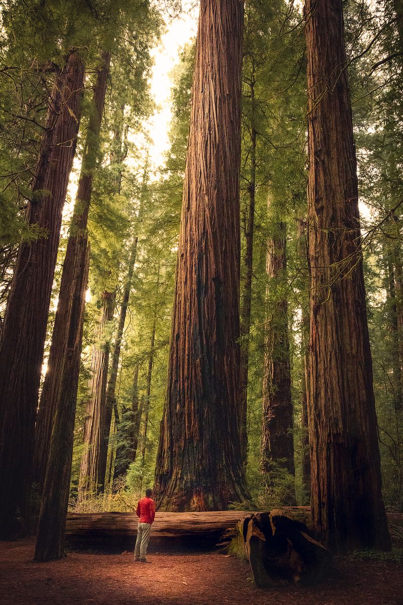 Forest Realms