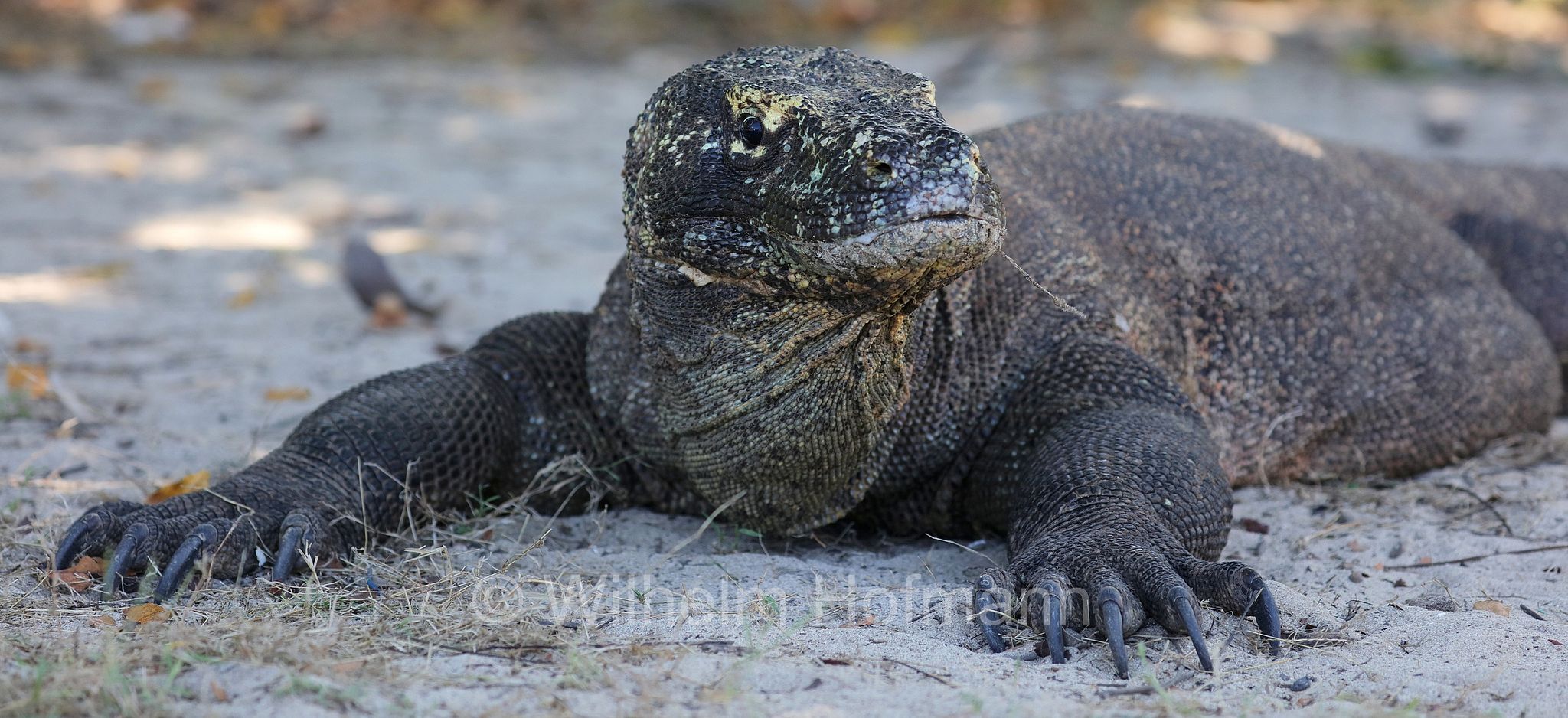 Komodo dragon, Komodo monitor, Komodowaran, Komododrache, varano di Komodo, drago di Komodo, Varanus komodoensis, Komodo Island, Komodo, Lesser Sunda Islands, Kleine Sundainseln, Piccole Isole della Sonda, Nusa Tenggara Islands, Kepulauan Nusa Tenggara, Indonesia, Indonesien