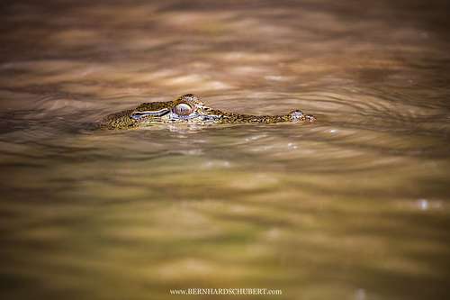 Crocodylus porosus - Saltwater crocodile