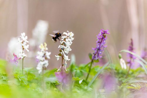 Bombus sp. - Hummel