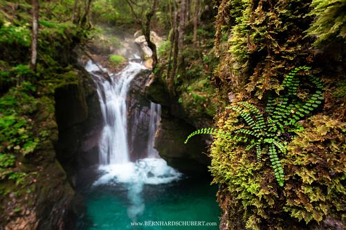 Asplenium trichomanes - Maidenhair spleenwort