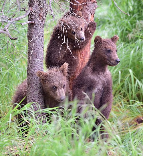 Best place for bear photography workshop & tour in the US.  Located in Katmai National Park, Brooks Camp, Brooks Falls, & Kodiak, Alaska, United States.