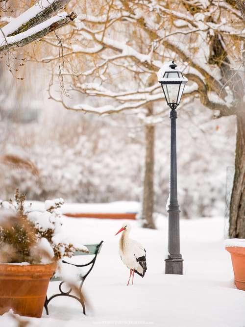 Ciconia ciconia - White stork