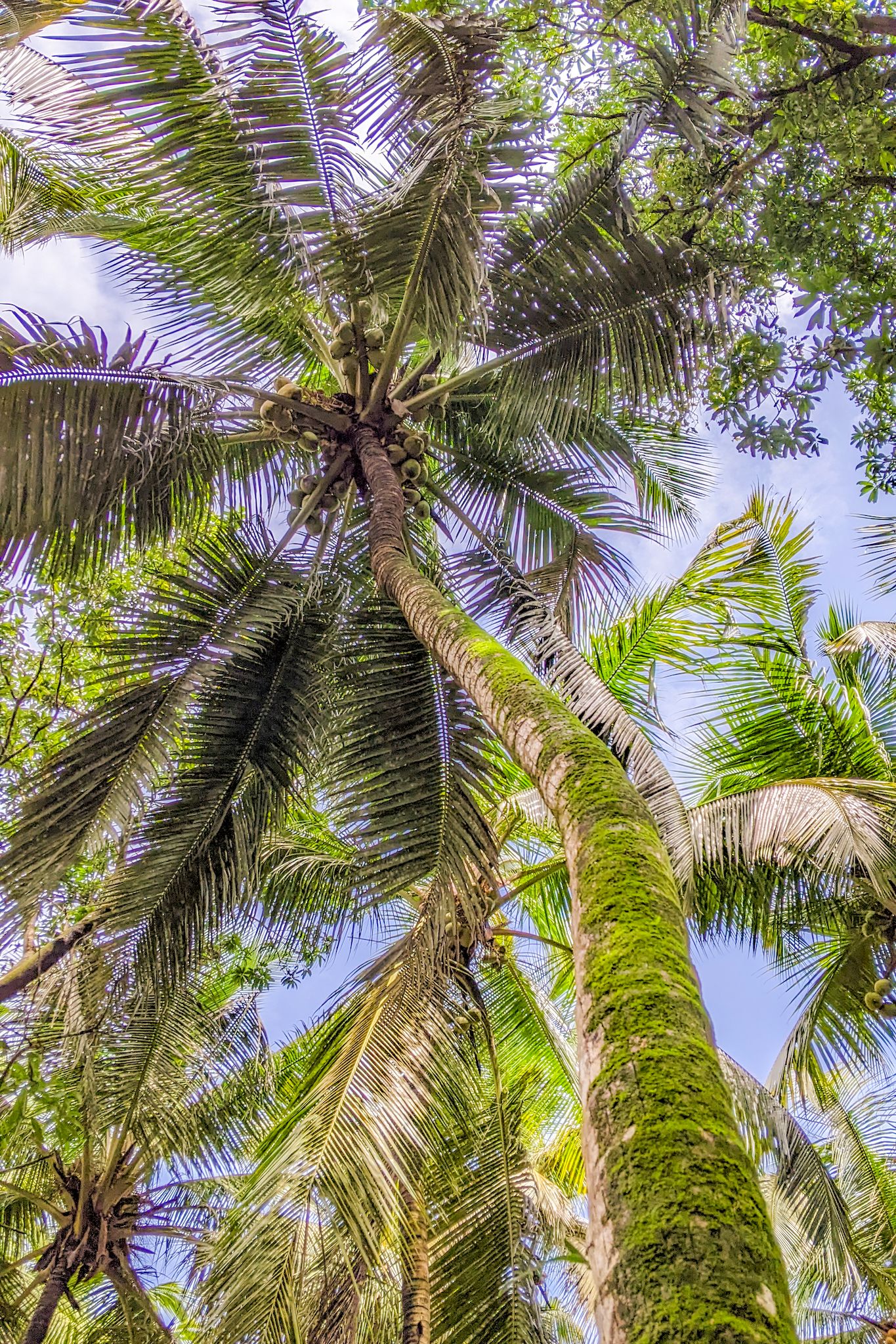 photographs of trees of trees and nature | Rohit Kojo Photography