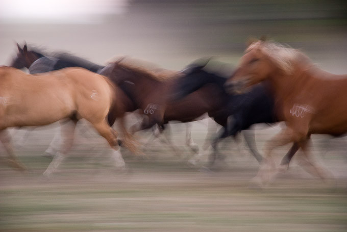 Wild horses in slow motion