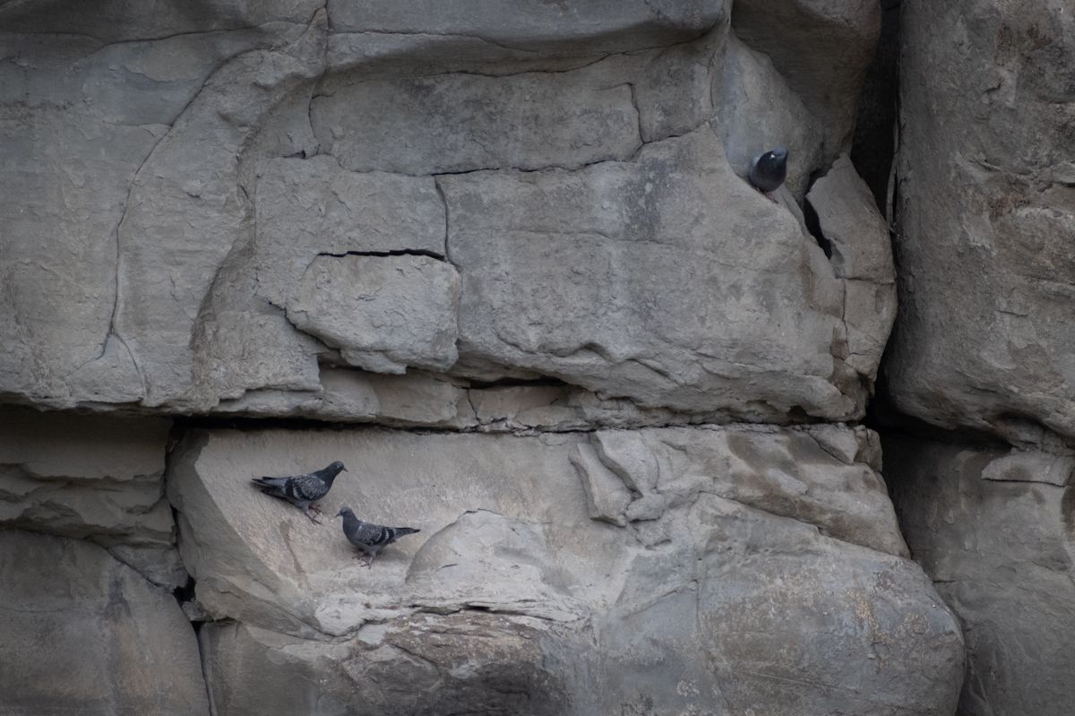 Pigeons on a rock face