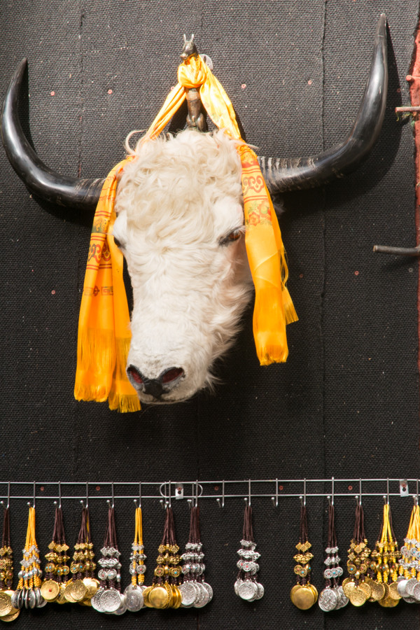 Bull or cow head hung on door with orange scarf around the door knocker