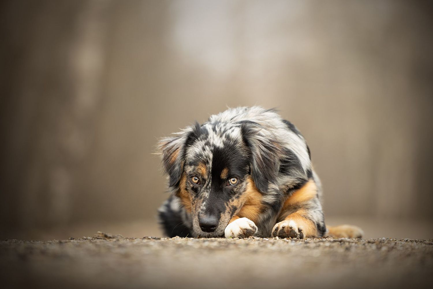 NLS Dierenfotografie