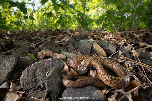 Coronella austriaca - Smooth snake