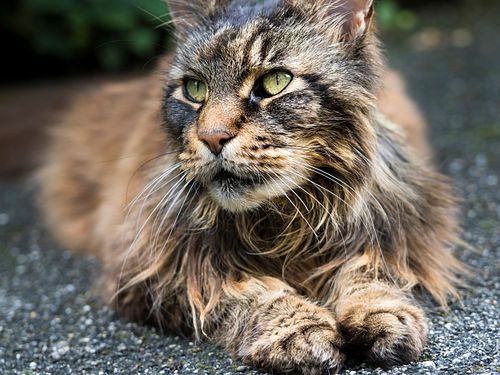 Kapelle Wilder Geschinen