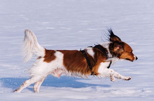 Kapelle Wilder Geschinen