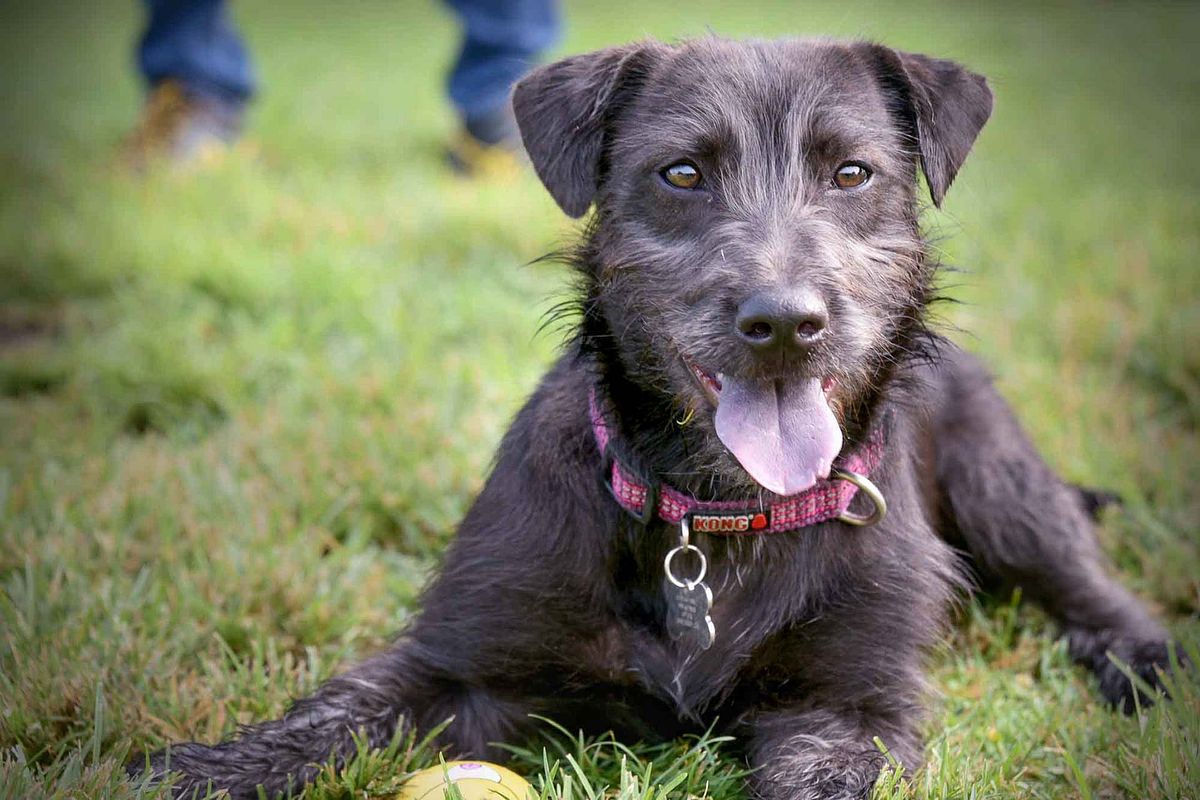 pet-photography-studio