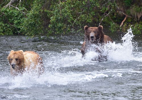 Best place for bear photography workshop & tour in the US.  Located in Katmai National Park, Brooks Camp, Brooks Falls, & Kodiak, Alaska, United States.