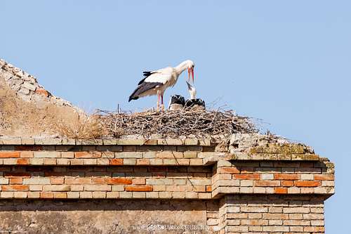 Ciconia ciconia - White stork