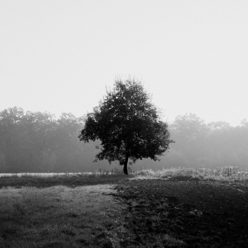 Czarno-biała fotografia przedstawiająca samotne drzewo na tle mglistych pól w Jabłonnie, autorstwa Michała Sumki.