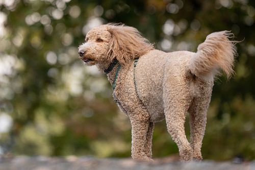 Poodle at the park.