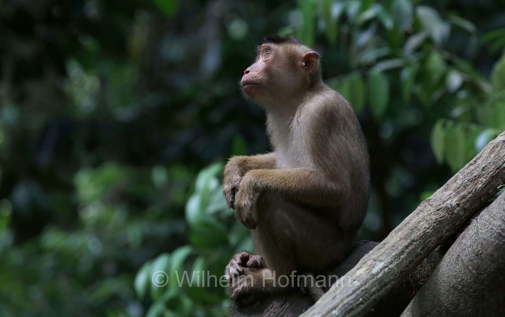 southern pig-tailed macaque, Sundaland pig-tailed macaque, Sunda pig-tailed macaque, Südlicher Schweinsaffe, macaco nemestrino, macaco coda di porco, Macaca nemestrina, Gunung Leuser National Park, Nationalpark Gunung Leuser, parco nazionale di Gunung Leuser, Bukit Lawang, Sumatra, Indonesia, Indonesien