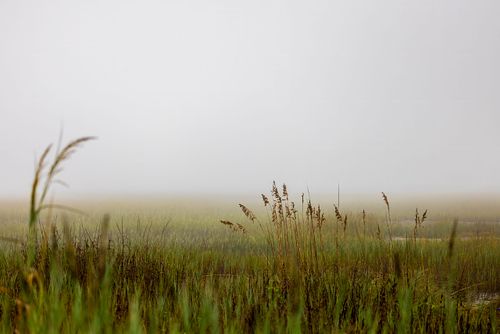 Foggy Morning in a Coastal Marsh