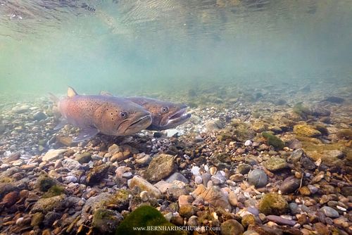 Hucho hucho - Huchen Donaulachs