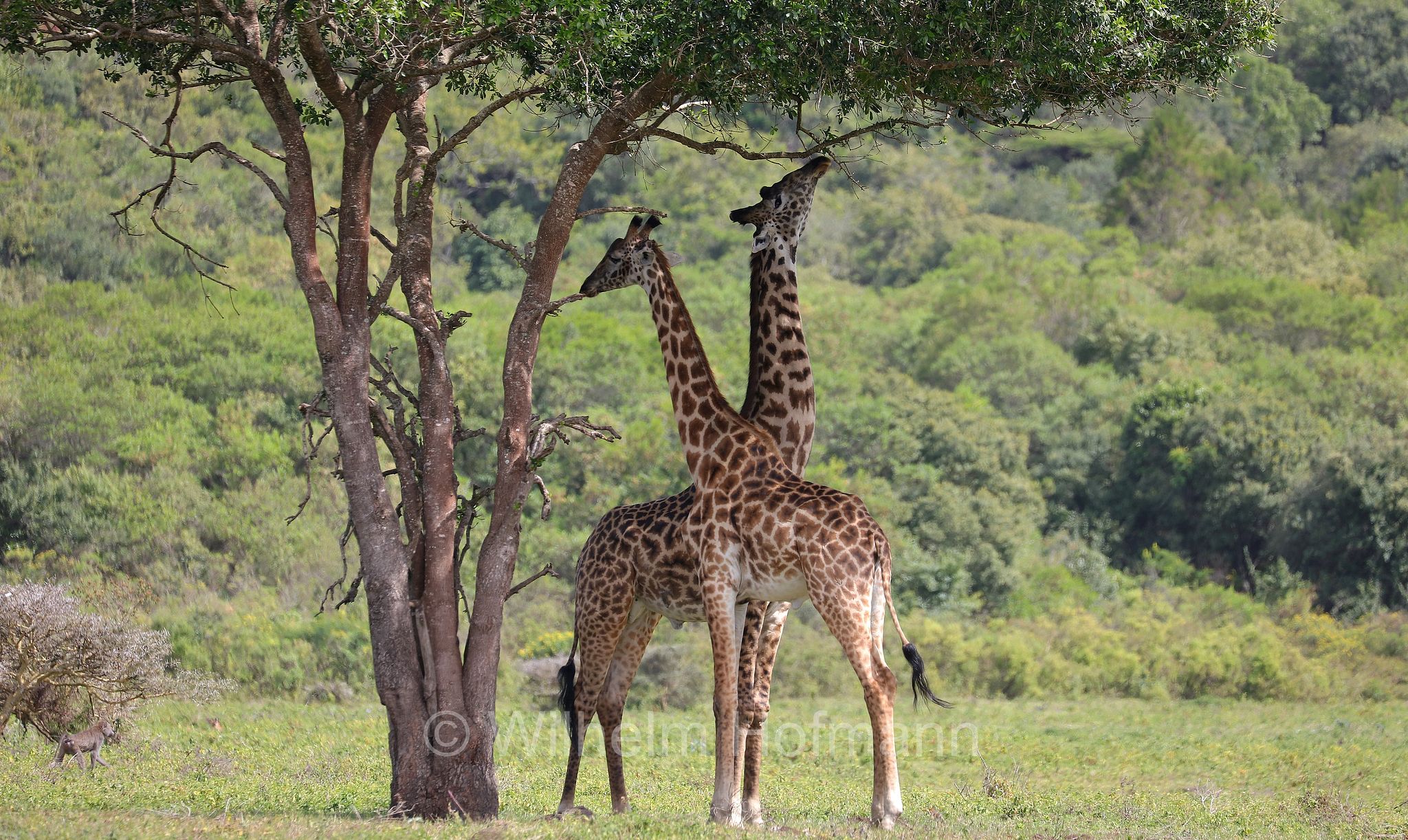 Masai giraffe, Maasai giraffe, Kilimanjaro giraffe, Massai-Giraffe, giraffa masai, giraffa Maasai, giraffa del Kilimangiaro﻿, Tansania, Tanzania, Arusha National Park, Arusha-Nationalpark, parco nazionale di Arusha