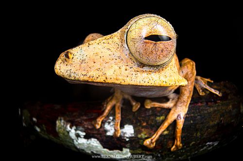 Polypedates otilophus - File-eared tree frog