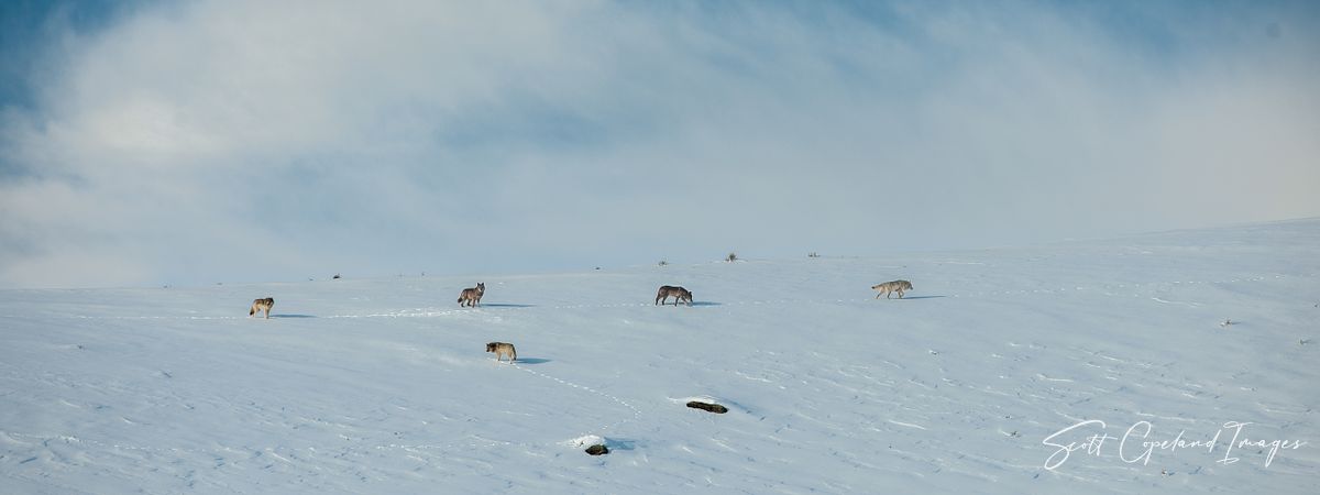 Lamar Canyon Pack on the Move