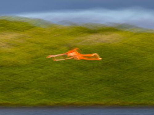Phoenicopterus ruber – Amerikanischer Flamingo