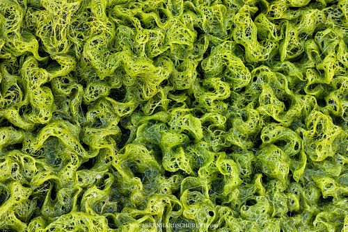 Chlorophyta green algae pattern