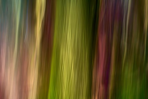 Fotostacking, boomschros, details