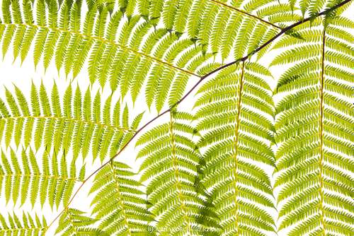 Fern Geometry
