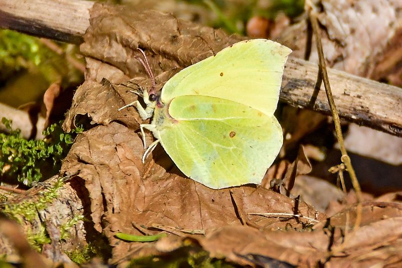 Saabuvad esimesed liblikad kevade kuulutajana.