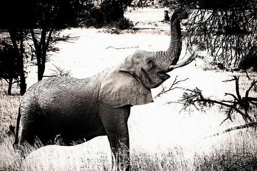 Eléphant en Tanzanie
