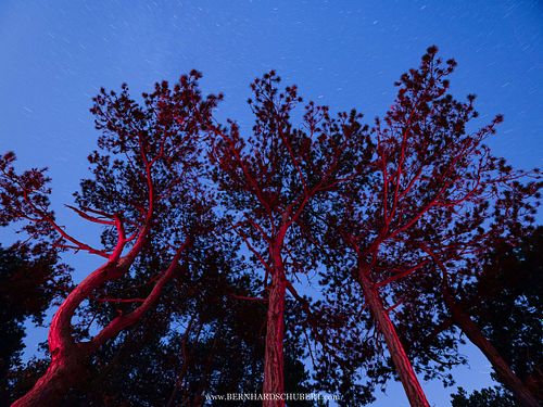 Pinus nigra – Schwarz-Kiefer