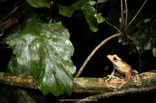 Polypedates otilophus - File-eared tree frog
