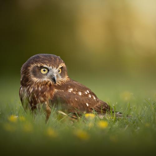 Furby