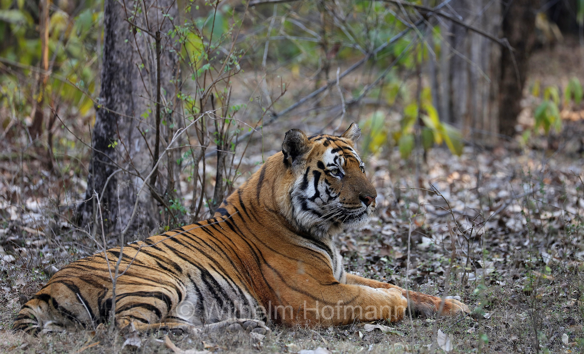 Bengal tiger, Königstiger, Bengal-Tiger, Indischer Tiger, tigre del Bengala, tigre reale del Bengala, Panthera tigris tigris, Bandhavgarh National Park, Bandhavgarh-Nationalpark, parco nazionale di Bandhavgarh, Madhya Pradesh, India, Indien, Zone 3