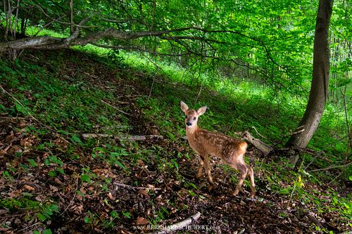 Capreolus capreolus – Reh