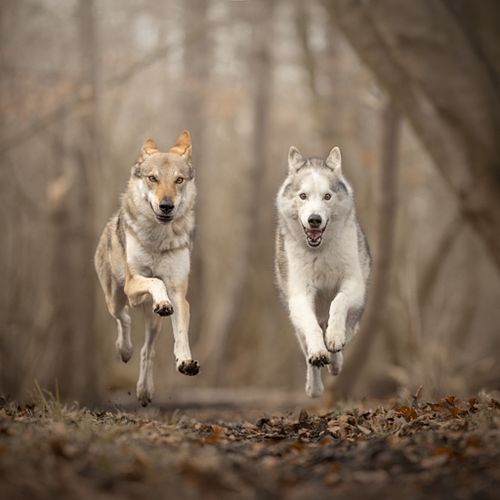 Extra huisdier + foto t.w.v. &euro;25