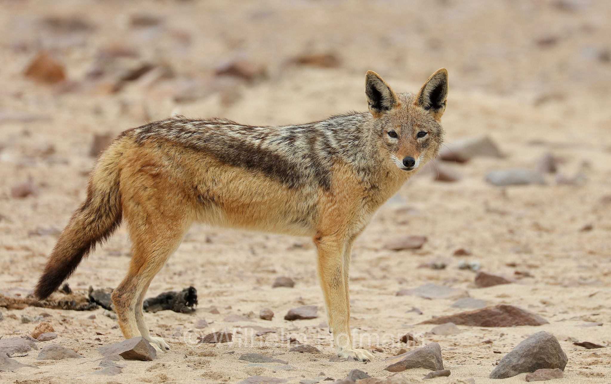Lupulella mesomelas, black-backed jackal, Schabrackenschakal, sciacallo dalla gualdrappa, sciacallo dal dorso argentato, Cape Cross, Kreuzkap, Kaap Kruis, Skeleton Coast, Namibia