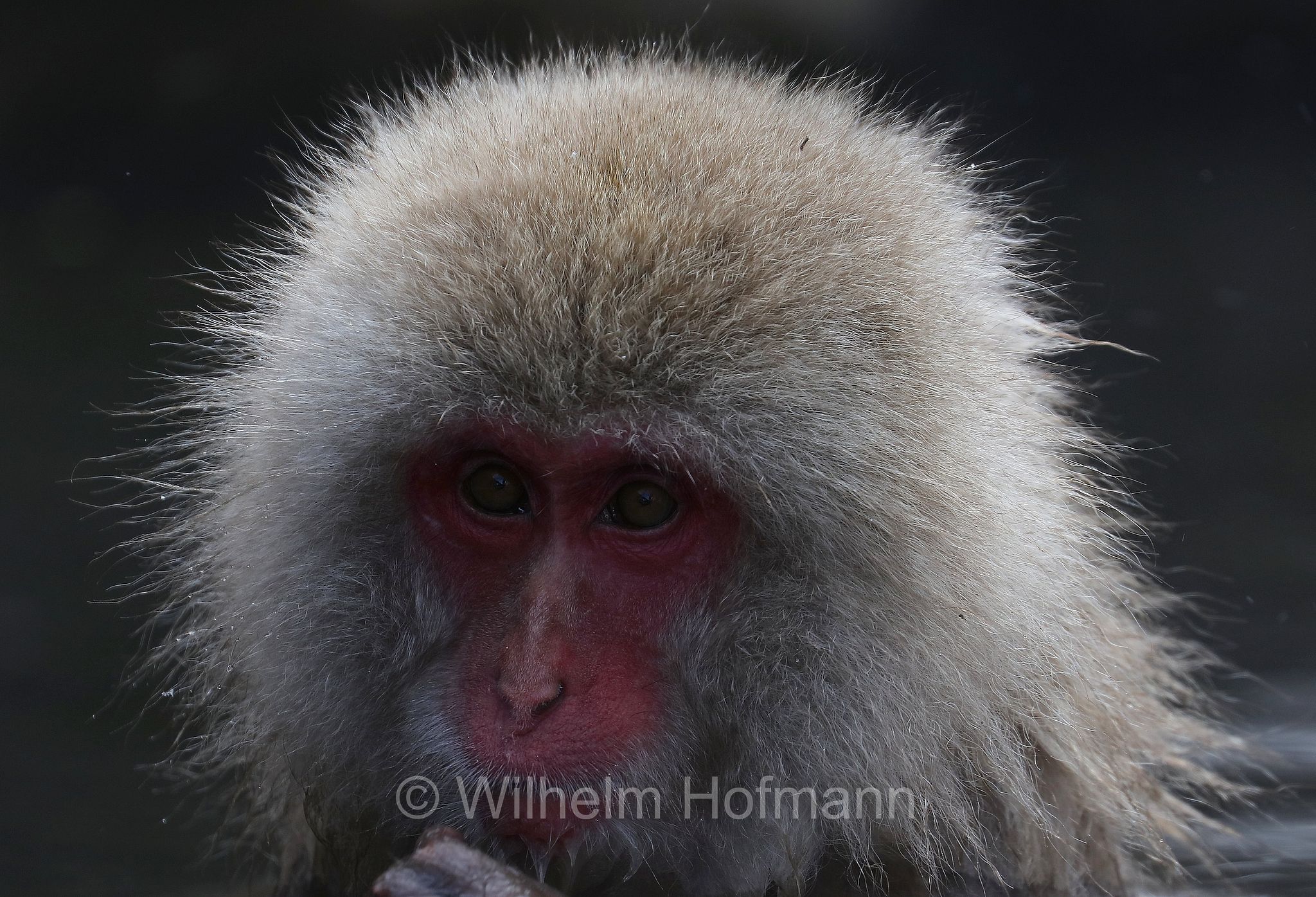 Japanese macaque, snow monkey, Nihonzaru, Japanmakak, Schneeaffe, Rotgesichtsmakake, macaco giapponese, macaco dalla faccia rossa, Macaca fuscata, Jigokudani Monkey Park, Jigokudani Yaen Kōen, Parco delle scimmie di Jigokudani, Nagano, Japan, Giappone