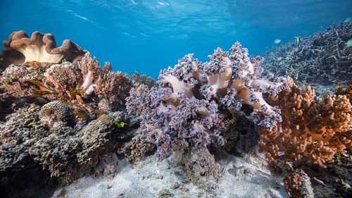 Nephtheidae - Tree corals and Sacrophyton sp. - Toadstool leathe